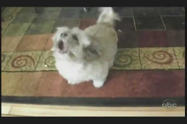 Chú chó có giọng sủa như... người hét