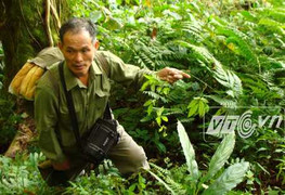 Bí mật trồng thần dược khắp núi cao, rừng thẳm