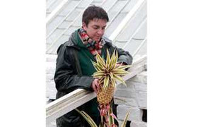 Dứa ‘đại gia’ giá... 350 triệu đồng/quả