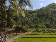 Đi đào ‘thần dược’, gặp xác chết