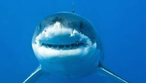 Hãi hùng bể cá mập vỡ tung giữa trung tâm thương mại