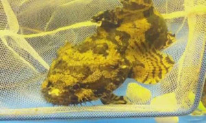 Hà Nội: Xuất hiện cá cảnh có thân hình kì dị