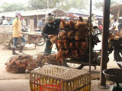 Gà nhập lậu có tồn dư chất cấm?