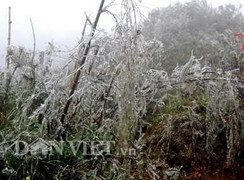 Băng giá phủ trắng rừng Hoàng Liên Sơn