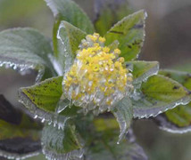 Video: Băng tuyết phủ trắng Sapa