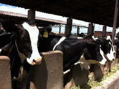 Một giải pháp cho phát triển chăn nuôi bò sữa bền vững