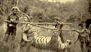 Chuyện xưa kỳ bí: Săn hổ dữ hại dân bằng… thần chú!