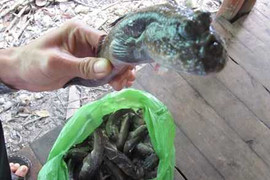 Về miền Tây nhậu “động vật kỳ lạ nhất hành tinh”