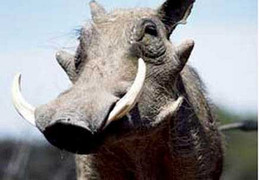 Kinh hãi với 'quái thú' lợn lòi ở Thanh Hóa