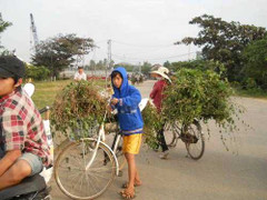 Đổ xô săn lùng cây cà gai leo chữa ung thư