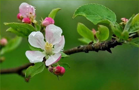 Kéo dài nghỉ Tết Tây, chỉ nên nghỉ Tết ta 1-2 ngày