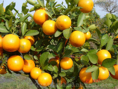 Quất Hà Nội chín vàng bất thường, dân lo sợ