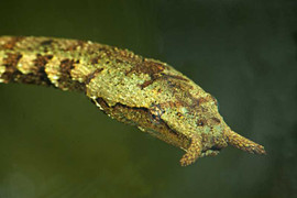 Loài rắn mọc râu độc nhất vô nhị ở Việt Nam