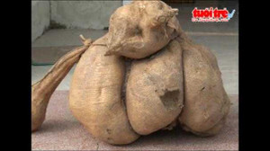 Bạc Liêu: Mục sở thị sắn khổng lồ nặng 16kg
