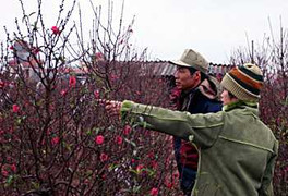 Rét đậm, đào Tết sẽ đắt gấp 3 lần năm ngoái