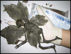 Cô gái có khả năng kỳ lạ vì gặp người tí hon?