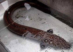 Xem lươn khổng lồ dài 1,5m, nặng gần 10kg ở Nghệ An