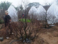 Mặc áo sưởi ấm cho đào, người dân vẫn lo sốt vó