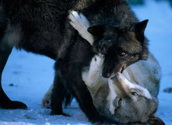 Treo thưởng 100 tỷ đồng tiêu diệt 3000 con sói hoang