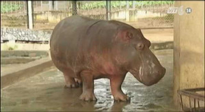 Xem động vật ở Vườn thú Hà Nội đối chọi với rét