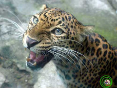 Báo quý hiếm xuất hiện ở Lâm Đồng