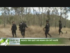 Video: Truy quét chó hoang cắn chết người