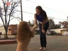 Mỹ: Chó đội lốt sư tử, cả thành phố hoảng sợ