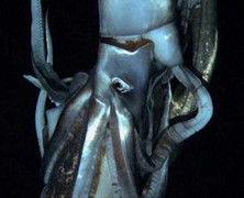 Video về mực khổng lồ, dài nhất thế giới