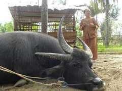 Kỳ quặc chuyện vái lạy 'trâu thần' ở Bến Tre