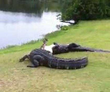 Clip 2 con cá sấu ác chiến điên cuồng