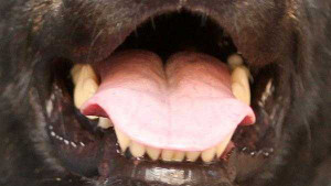 Lấy mũi từ bụng chó lắp lại cho bé 10 tuổi