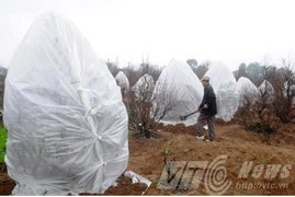 'Phù phép' cho đào nở hoa trong rét đậm