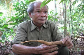 Vườn thuốc bạc tỉ của người từ quan, trị bệnh miễn phí