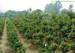 Nhộn nhịp trào lưu thuê cây cảnh đón Tết