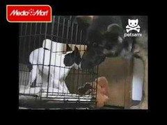 Chú chó giúp 'tù nhân nhí' vượt ngục