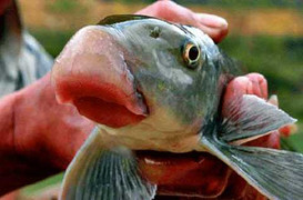 Những thú vui đáng giá cả gia tài của đại gia Việt