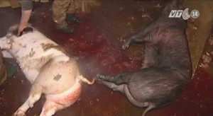 Nhìn những hình ảnh này ai còn dám ăn thịt lợn?