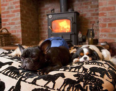 Cận cảnh khách sạn thú cưng 5 sao