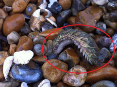 Quái vật biển đầy lông bất ngờ xuất hiện ở bờ biển