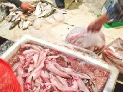 Rợn người bảo quản cá, hải sản bằng phân urê, thuốc tẩy