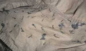 Sinh vật 'lạ' ở Phú Yên: Nhà khoa học nói gì?