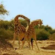 Clip: Hai con hươu cao cổ đánh nhau đến chết