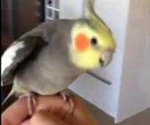 Chú chim hát theo điệu nhạc dubstep 'hot' trên Youtube