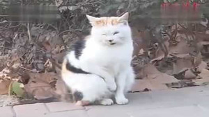 Chú mèo ngồi xổm sưởi ấm trên phố bỗng dưng nổi tiếng