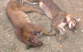 Phát hiện xe khách chở 2 con báo lửa quý hiếm