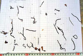 Sự thật về hàng loạt 'sinh vật lạ' mới xuất hiện ở VN