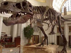 Ngắm hoá thạch khủng long lớn nhất Đông Nam Á