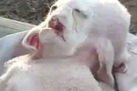 Clip Con dê có khuôn mặt 'người ngoài hành tinh'