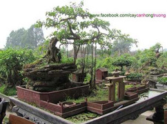 Mách bạn chọn cây chơi Tết Quý Tỵ