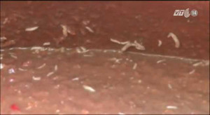 Phát hiện kinh hoàng: Sa tế, tương ớt làm từ dòi bọ